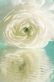 A touch of spring: White flowers reflected in the water by Marjolijn van den Berg