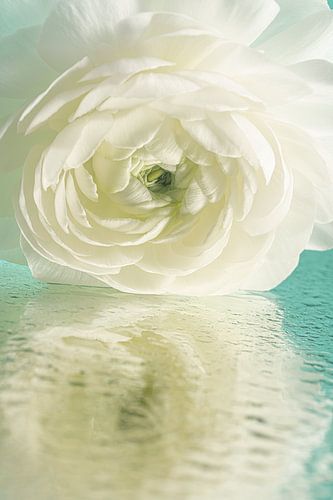 A touch of spring: White flowers reflected in the water by Marjolijn van den Berg