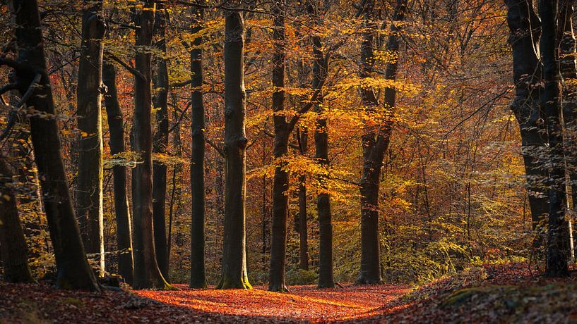 Kapwälder von Gerard Glavimans
