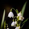 Flocons de neige printaniers enchanteurs : Macrophotographie au Park Rivierenhof, Deurne sur Kristof Leffelaer