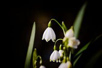 Betoverende Lenteklokjes: Macrofotografie in Park Rivierenhof, Deurne