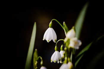 Enchanting Spring Snowflakes: Macro photography in Park Rivierenhof, Deurne