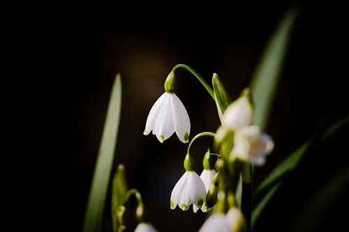 Bezaubernde Frühlingsschneeflocken: Makrofotografie im Park Rivierenhof, Deurne