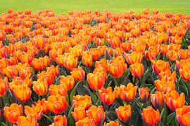 Flowerbed with orange tulips by ManfredFotos