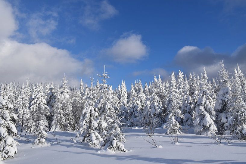 Der Wald nach dem Sturm von Claude Laprise