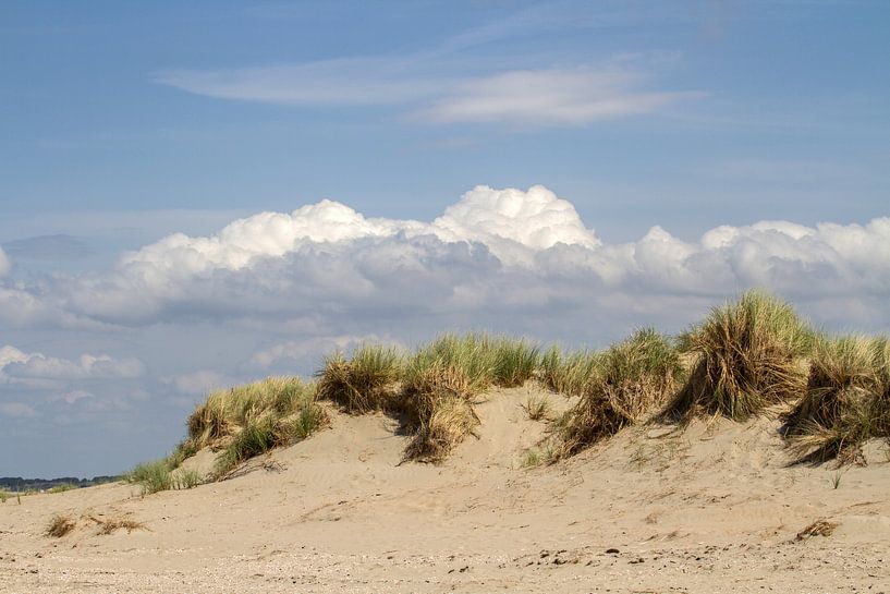 Aan de kust van Irene Lommers