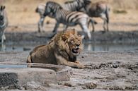 Lion in Namibia, Africa by Patrick Groß thumbnail