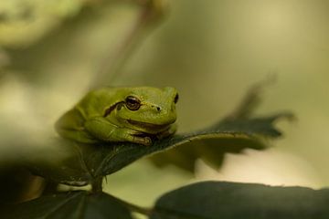 Laubfrosch auf einem Blatt in schönem Licht von KB Design & Photography (Karen Brouwer)