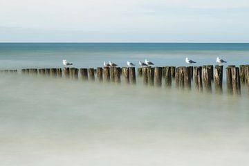 Gulls on breakwaters by Nina Strategier
