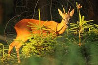 Reebok in the late summer sun