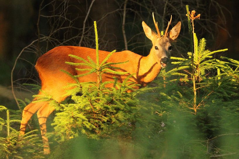 Reebok in the late summer sun by Hermien Huis in ‘t Veld