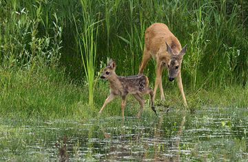 Deer with young by Loek Lobel