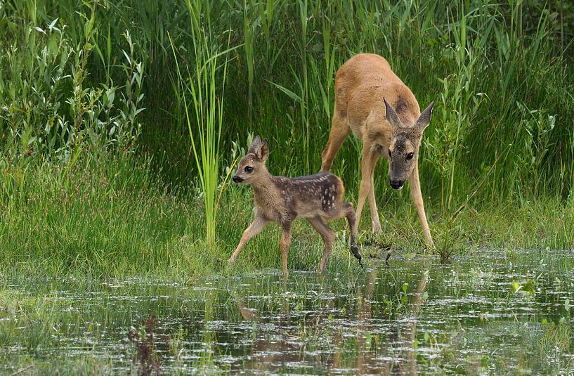 Deer with young by Loek Lobel