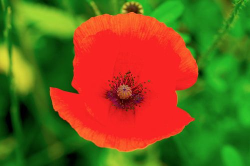 Bright red power poppy