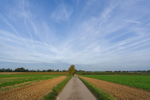Waals-Brabant