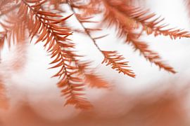 Zweige eines Nadelbaumes  im Herbst von Julia Strube - graphics