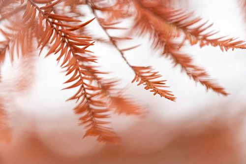 Branches of a coniferous tree in autumn