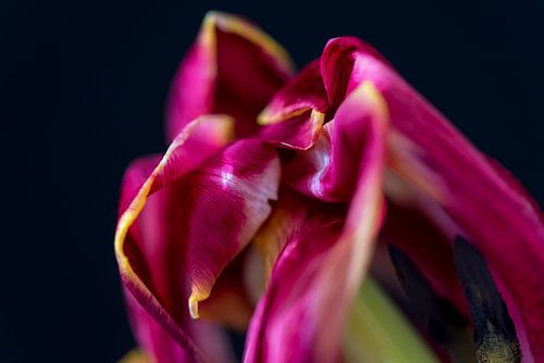 Tulp