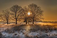 Zonsopkomst tussen de bomen van KB Design & Photography (Karen Brouwer) thumbnail