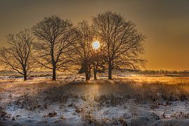 Sonnenaufgang zwischen den Bäumen von KB Design & Photography (Karen Brouwer)