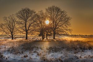 Sonnenaufgang zwischen den Bäumen
