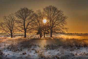 Sonnenaufgang zwischen den Bäumen von KB Design & Photography (Karen Brouwer)