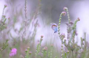 The little one (silver-studded blue amongst the heather)