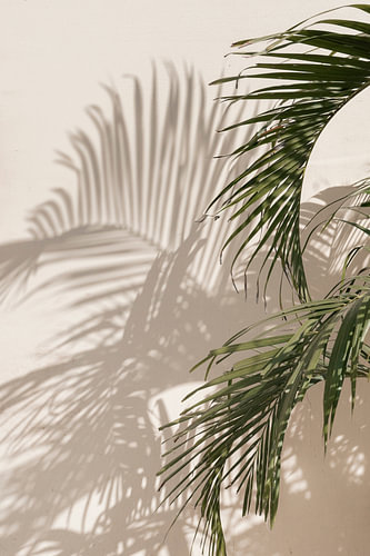 Palm met schaduw botanisch | reisfotografie print | India