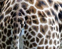 Hartje op billen van giraffe