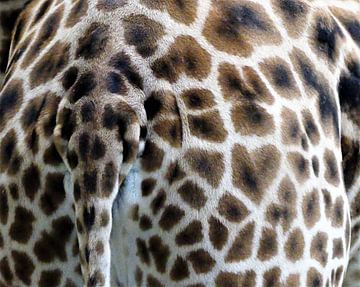 Hartje op billen van giraffe van Petra Dielman