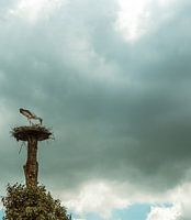 Het Hollandse polderlandschap, de Eempolder