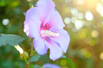 Nederland | Roze Hibiscus bloem| Natuurfotografie van Diana van Neck Photography