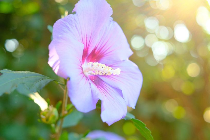 Roze Hibiscus bloem in de zomer | Nederland | Natuur- en Landschapsfotografie van Diana van Neck Photography