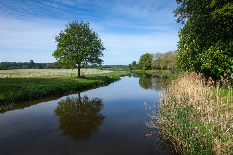 De boom van Joost Wiltink