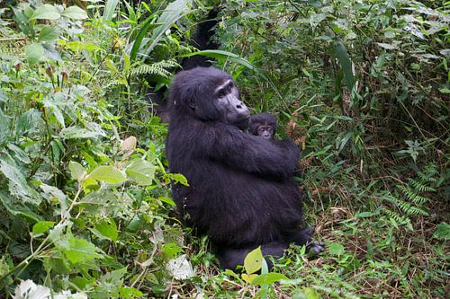 Berggorilla met baby in de natuur van Oeganda von Annelotte van der Bent
