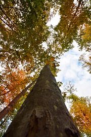 Perspektivwechsel im Herbst von Franziska Brückmann