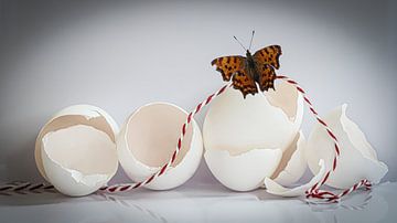 Een feest met eierdoppen.