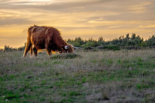 Schotse Hooglander, Heide Blaricum