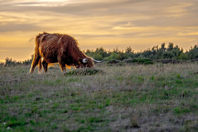 Scottish Highlander, Heath Blaricum Netherlands von Barend de Ronde