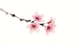 A cherry blossom branch in ink wash style by Kristin M