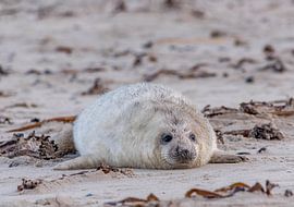 Jong van een Grijze zeehond, Helgoland Duistland by Sven Scraeyen
