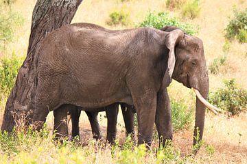 olifanten moeder met jong van Roger Hagelstein