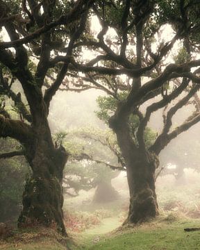Fanal Forest Filled With 500-Year-Old Trees van Edwin Kooren