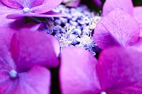 Hortensia violet en gros plan