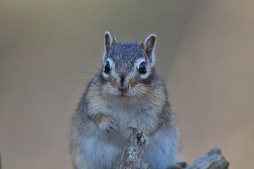 Portrait of a Siberian ground squirrel by Anne Ponsen