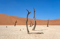 Deadvlei, skeletten van bomen in een desolaat duinenlandschapDeadvlei / Dodevlei: een witte kleivlak van Nicolas Vangansbeke thumbnail