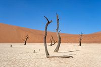 Deadvlei, skeletten van bomen in een desolaat duinenlandschapDeadvlei / Dodevlei: een witte kleivlak