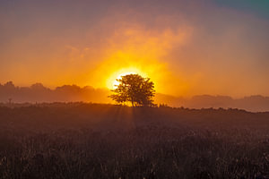 Die Drentse Heide bei Sonnenaufgang