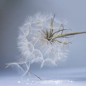 Fluff in einer ruhigen, kühlen Umgebung. Blau.