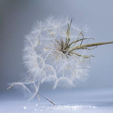 Pluis in een rustige koele omgeving. Blauw. van Alie Ekkelenkamp